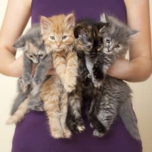 Four Kittens being held by woman - “Plant Lady” is the New “Cat Lady”…and it’s the Best Thing Ever!!