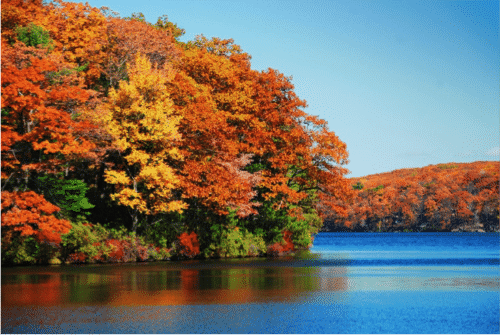 Foliage - Avanti Senior Living